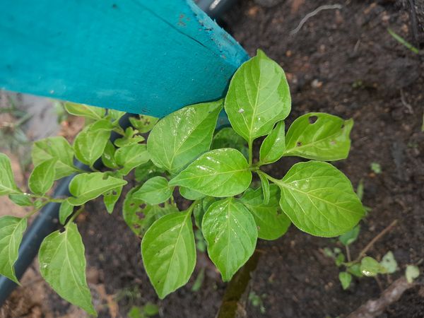Identificação da planta Pimenta-de-cheiro por foto
