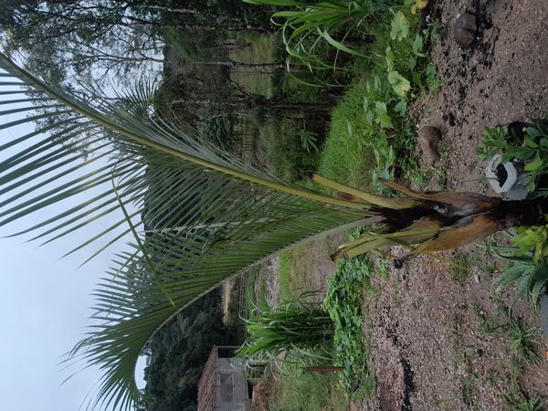 Identificação da planta Palmeira triangular por foto