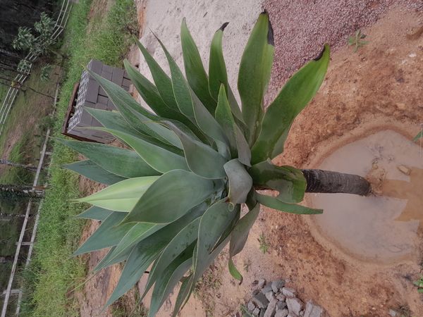 Identificação da planta Agave-dragão por foto