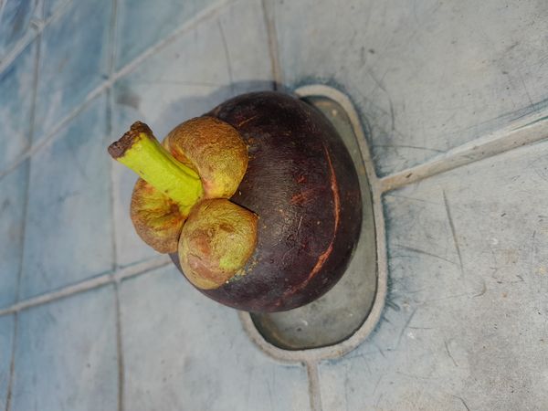 Identificação da planta Mangostão por foto