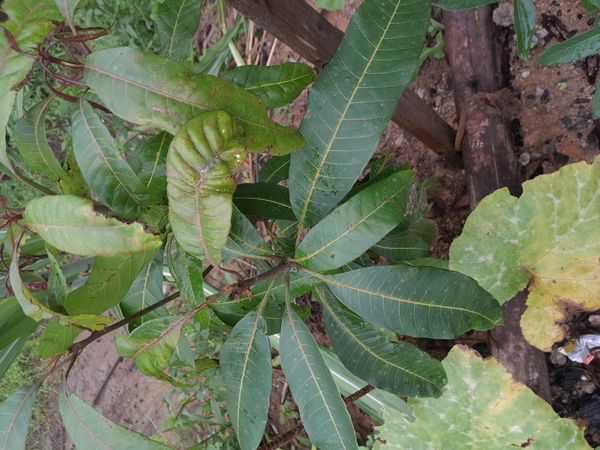 Identificação da planta Manga por foto