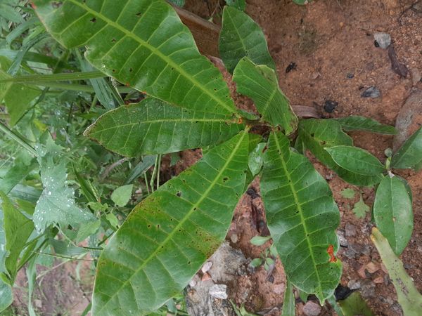 Identificação da planta Caju por foto