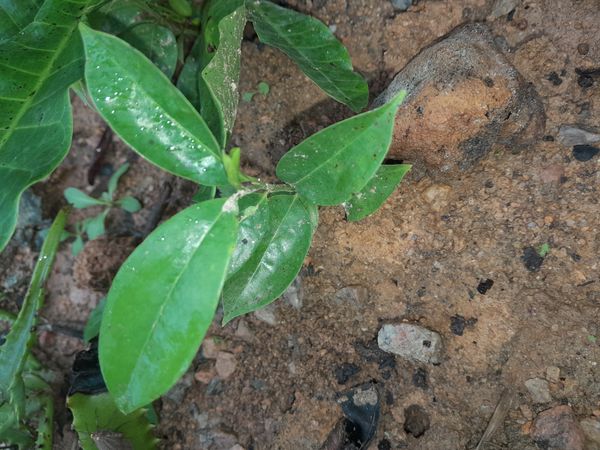 Identificação da planta Graviola por foto