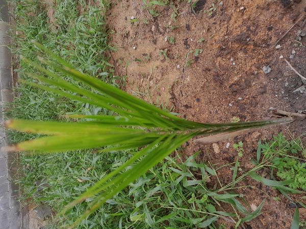 Identificação da planta Tamareira-anã por foto
