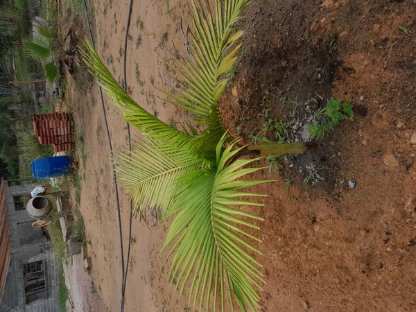 Identificação da planta Palmeira-imperial por foto
