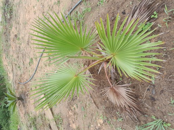 Identificação da planta Buriti por foto
