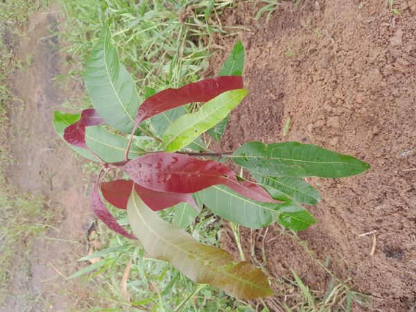 Identificação da planta Manga por foto