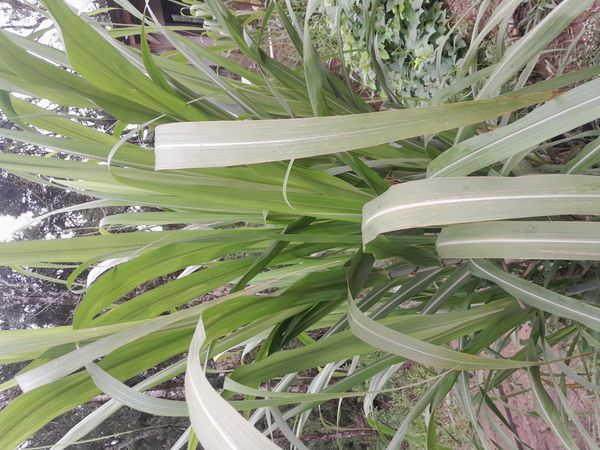 Identificação da planta Cana-de-açúcar por foto