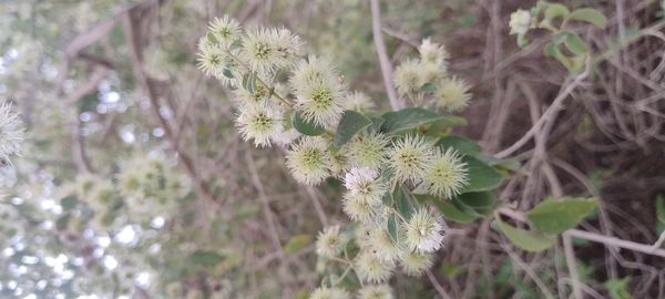 Identificação da planta Erva-de-vento por foto