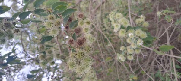 Identificação da planta Sete-capotes por foto