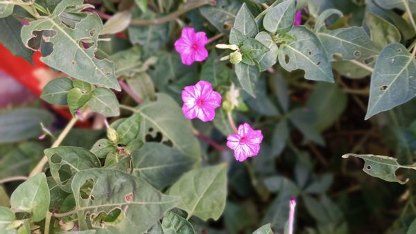 Identificação da planta Onze-horas por foto