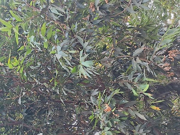 Identificação da planta Jambo amarelo por foto