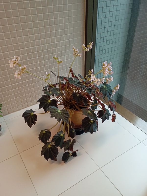 Identificação da planta Begônia rex por foto