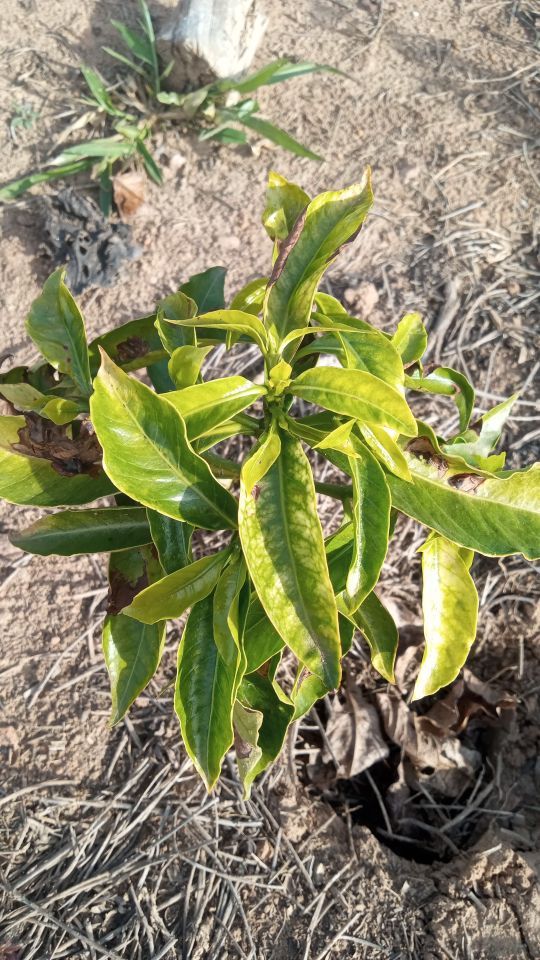 Identificação da planta Ora-pro-nobis por foto