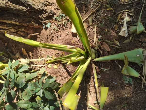 Identificação da planta Caraguatá por foto