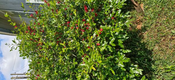 Identificação da planta Mangabeira por foto