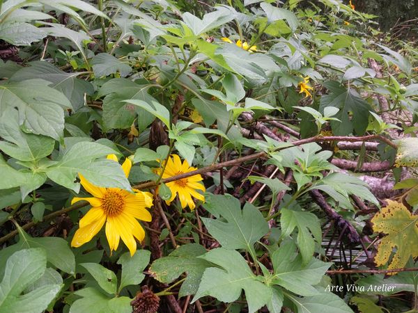 Identificação da planta Mexerica por foto