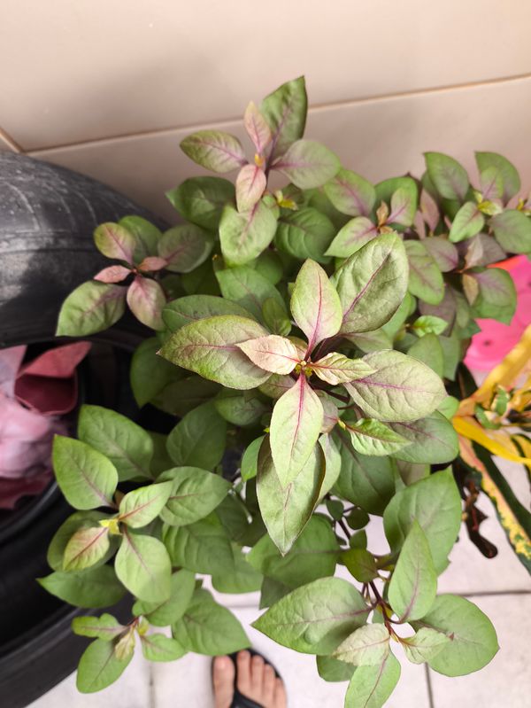Identificação da planta Penicuíca por foto