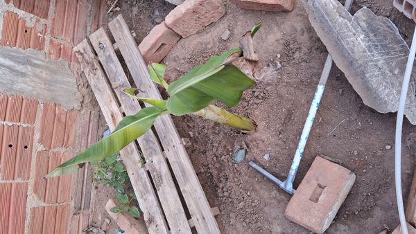 Identificação da planta Bananeira selvagem por foto