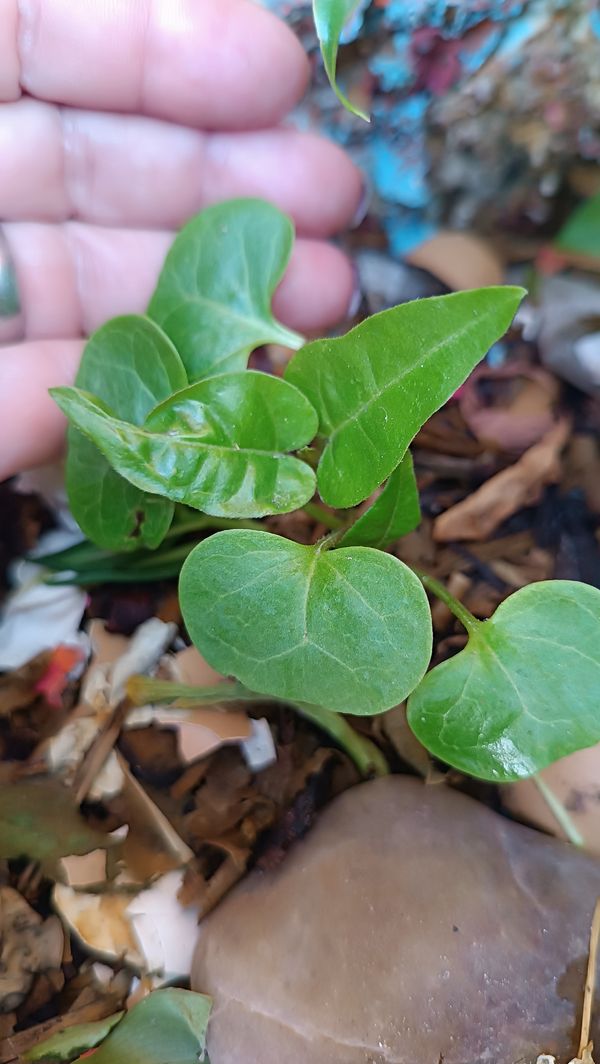 Identificação da planta Jalapa-de-jardim por foto