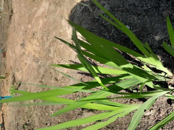 Identificação da planta Marianinha por foto