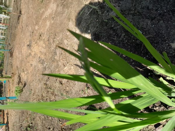 Identificação da planta Cobra-de-capim por foto