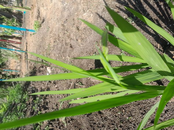 Identificação da planta Marianinha por foto
