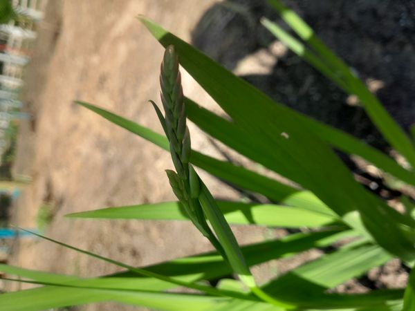 Identificação da planta Cobra-de-capim por foto