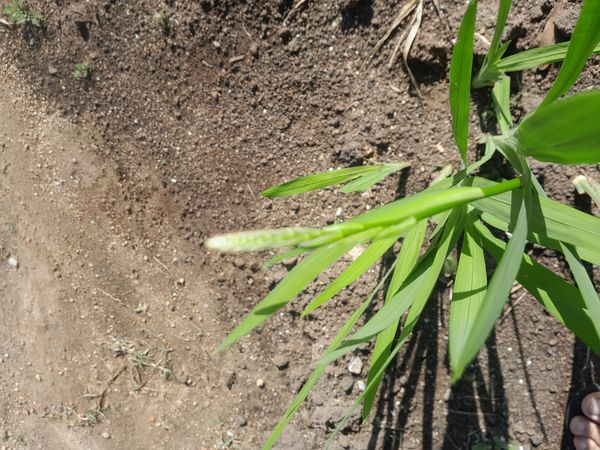 Identificação da planta Cobra-de-capim por foto
