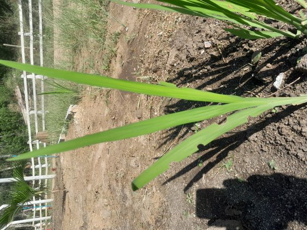 Identificação da planta Palma-de-santa-rita por foto