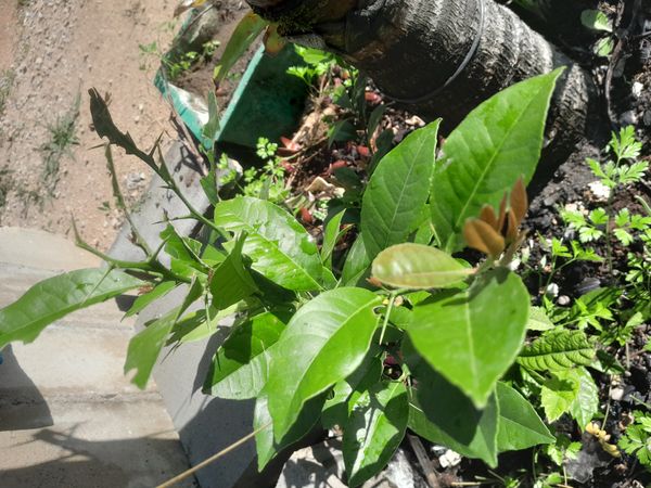 Identificação da planta Limão por foto