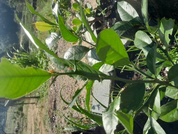 Identificação da planta Limão por foto