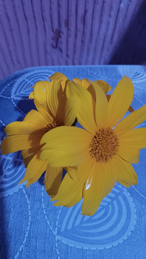 Identificação da planta Mexerica por foto