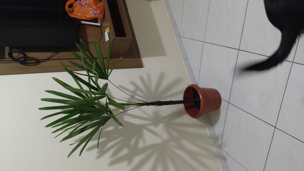 Identificação da planta Sexo por foto