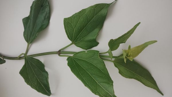 Identificação da planta Guaco por foto