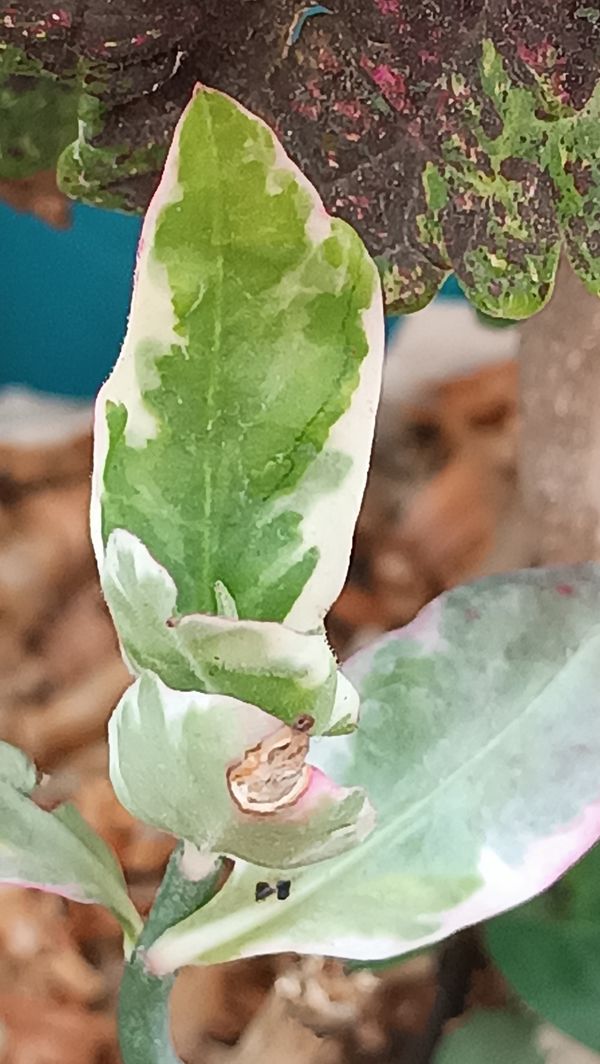Identificação da planta Dois Amores por foto