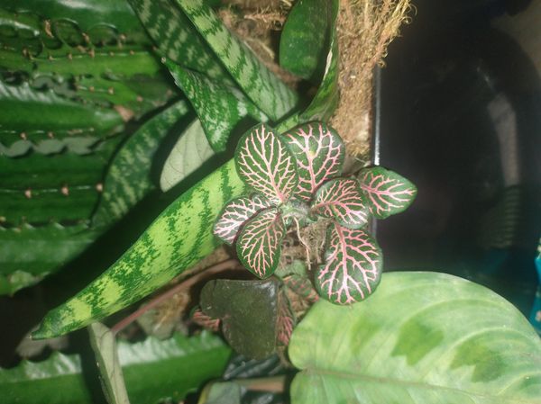 Identificação da planta Nervura-branca por foto