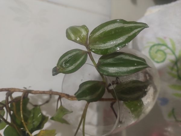 Identificação da planta Lambari por foto