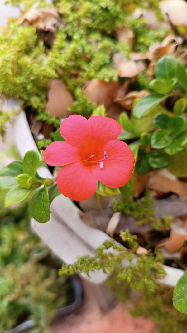 Identificação da planta Espinho-de-cristo por foto