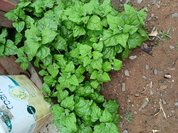 Identificação da planta Espinafre-da-nova-zelândia por foto