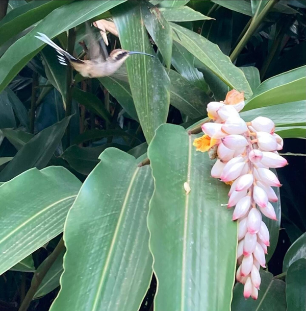 Identificação da planta Colônia por foto