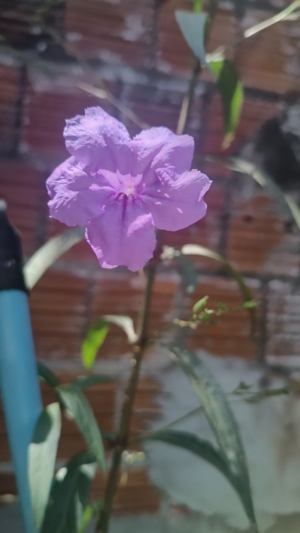 Identificação da planta Trepadeira-mexicana por foto
