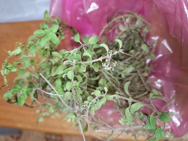 Identificação da planta Manjerona por foto
