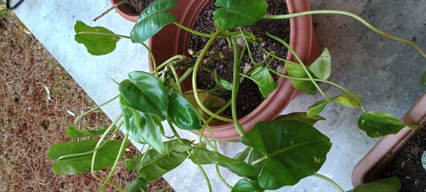 Identificação da planta Imbé por foto
