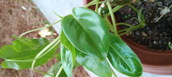 Identificação da planta Imbé por foto