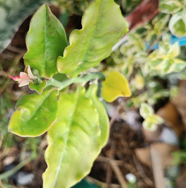 Identificação da planta Dois Amores por foto