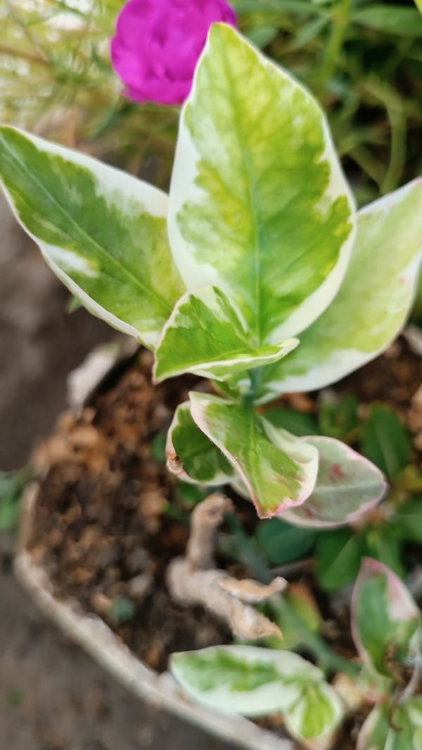 Identificação da planta Dois Amores por foto