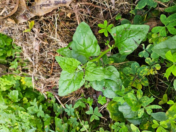 Identificação da planta Espinafre-da-nova-zelândia por foto