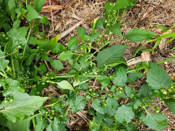 Identificação da planta Maria-pretinha por foto