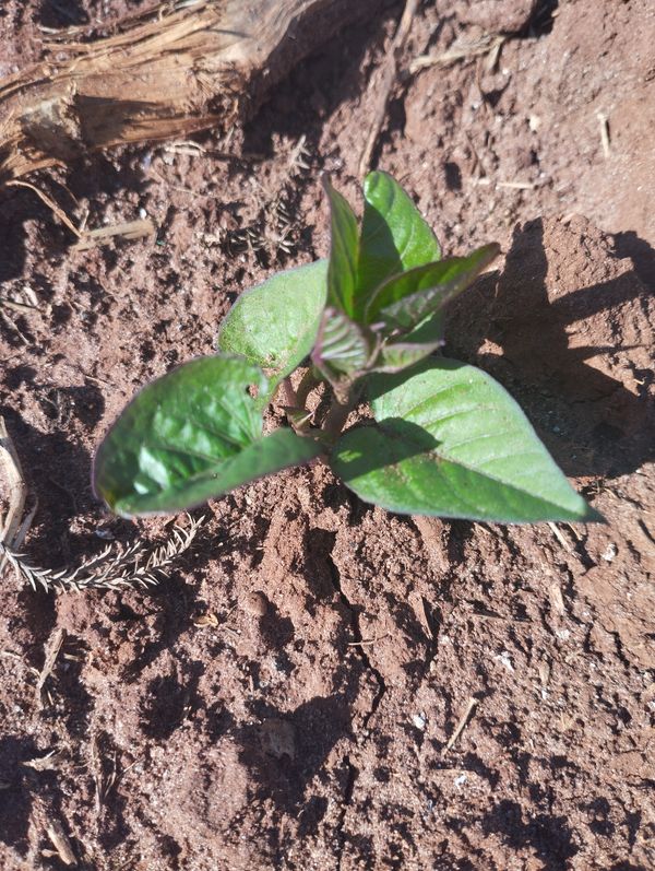 Identificação da planta Batata-doce por foto